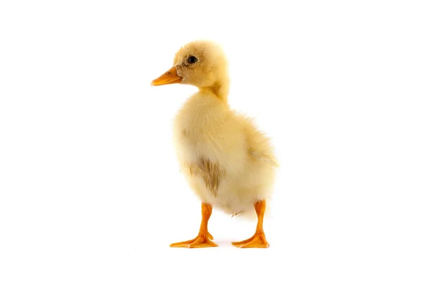 El patito amarillo pequeño — Foto de Stock