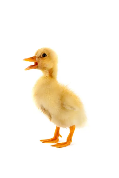 The yellow small duckling — Stock Photo, Image