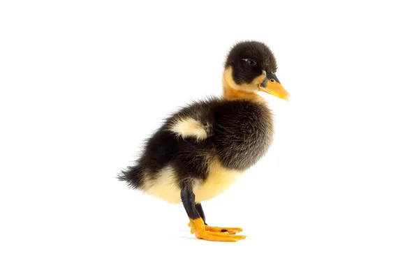 The black small duckling — Stock Photo, Image