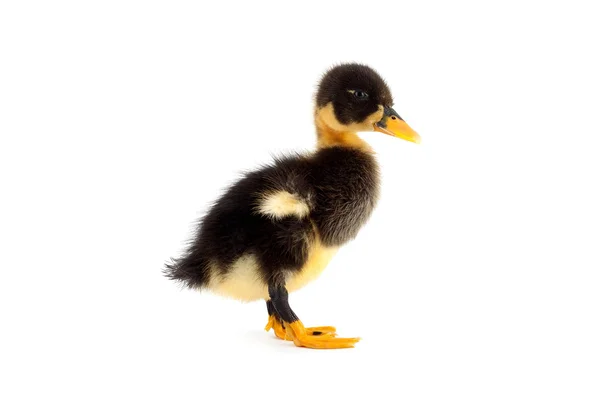 The black small duckling — Stock Photo, Image