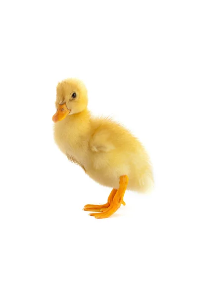 El patito amarillo pequeño — Foto de Stock