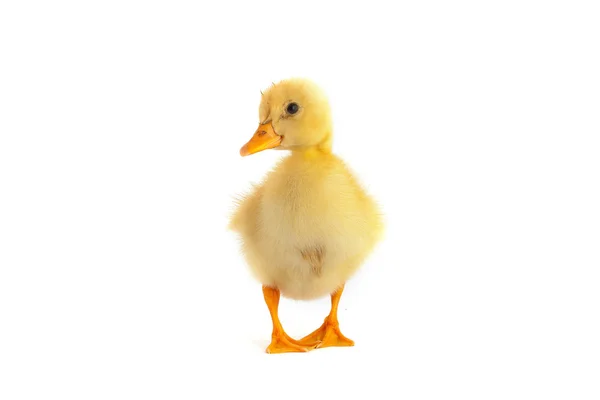 黄色的小鸭 — 图库照片