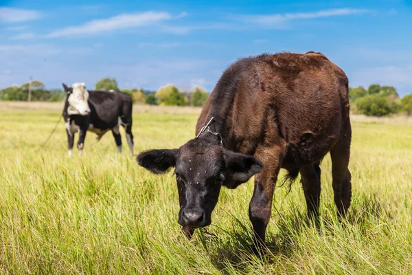 Cow and calf — Stock Photo, Image