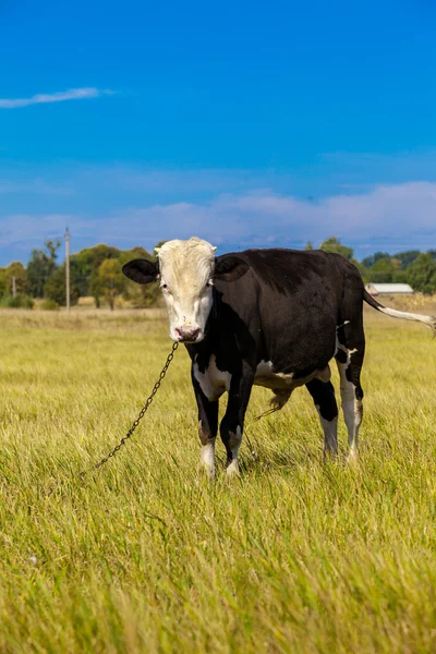 Αγελάδα σε ένα πεδίο — Φωτογραφία Αρχείου