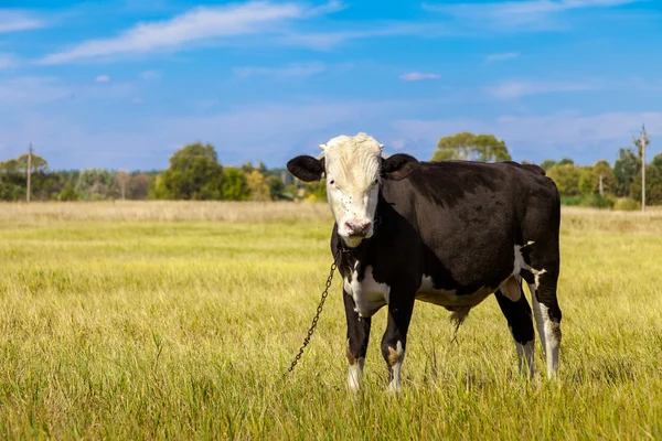 Cow on a field — Stock Photo, Image