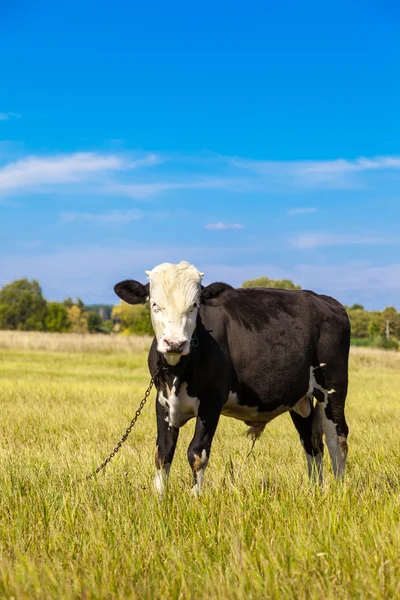 Αγελάδα σε ένα πεδίο — Φωτογραφία Αρχείου