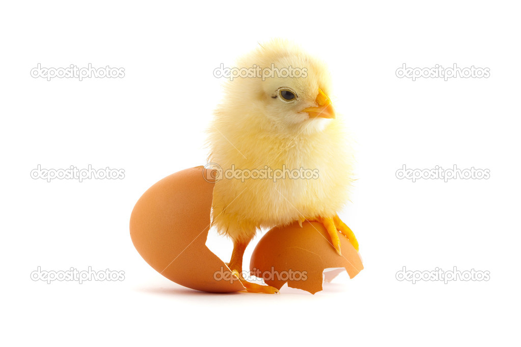 The yellow small chick