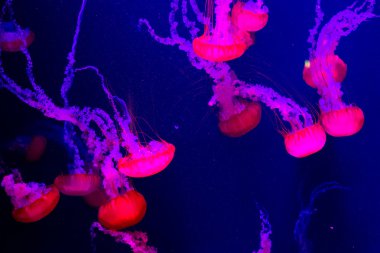 Dubai 'de akvaryumda yavaş hareket eden güzel denizanaları.