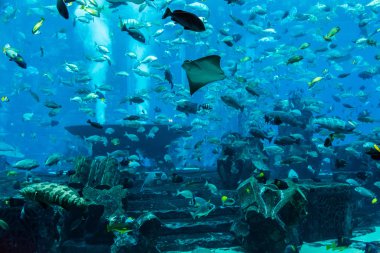 Vatoz balığı. coral reef akvaryum tropikal balık