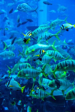 Vatoz balığı. coral reef akvaryum tropikal balık