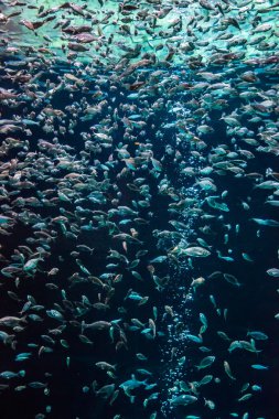 coral reef akvaryum tropikal balık