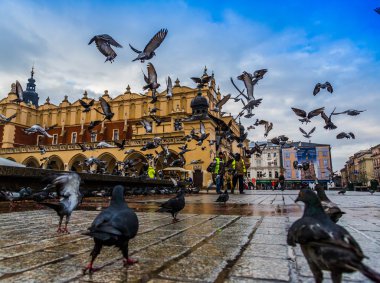 Güvercinler krakow eski şehirde bir sürü.