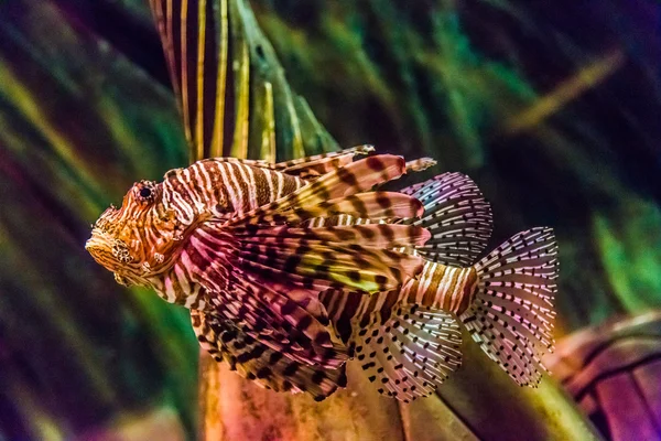 Vista de perto de um peixe-leão vermelho venenoso — Fotografia de Stock