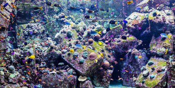 Acquario pesci tropicali su una barriera corallina — Foto Stock