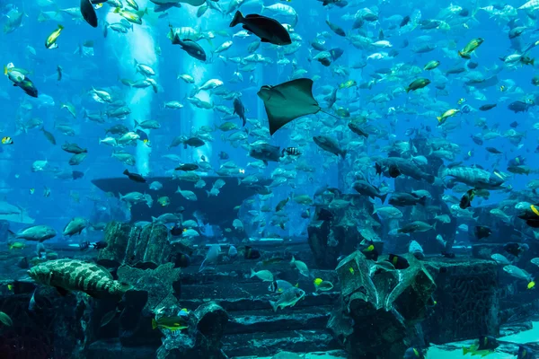 Peixe Stingray. Aquário peixe tropical em um recife de coral — Fotografia de Stock