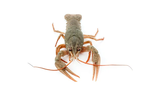 River raw crayfish — Stock Photo, Image