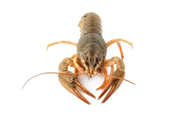 River raw crayfish — Stock Photo, Image