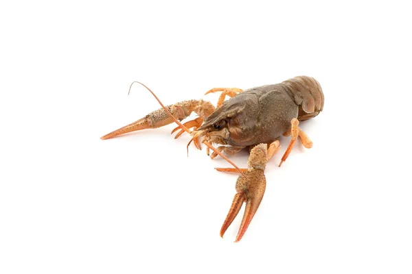 River raw crayfish — Stock Photo, Image