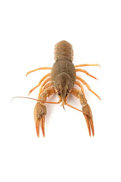 River raw crayfish — Stock Photo, Image
