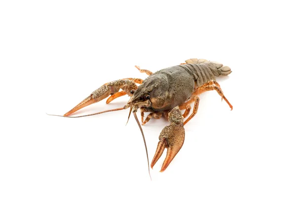 River raw crayfish — Stock Photo, Image