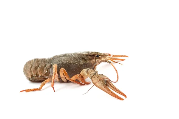 River raw crayfish — Stock Photo, Image