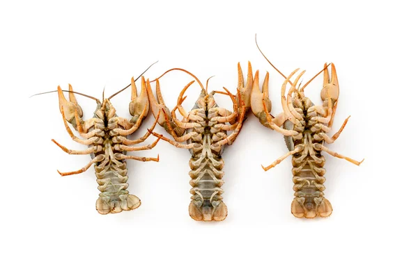 River raw crayfishes — Stock Photo, Image