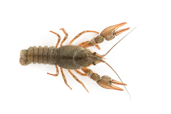 River raw crayfish — Stock Photo, Image