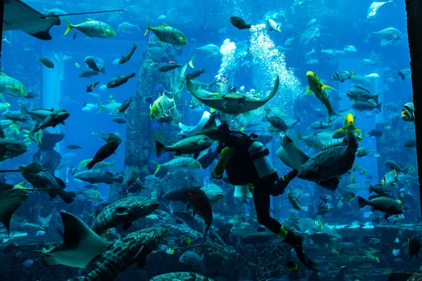 Diver feeding fishes. — Stock Photo, Image