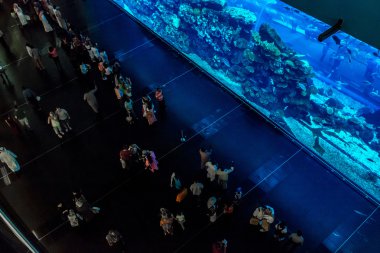 acquario più grande nel centro commerciale di dubai