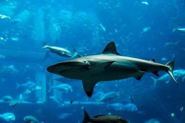 akvaryum tropikal balık