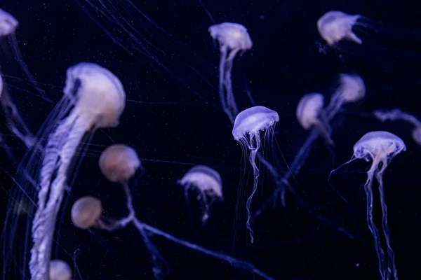 Beautiful jellyfish — Stock Photo, Image