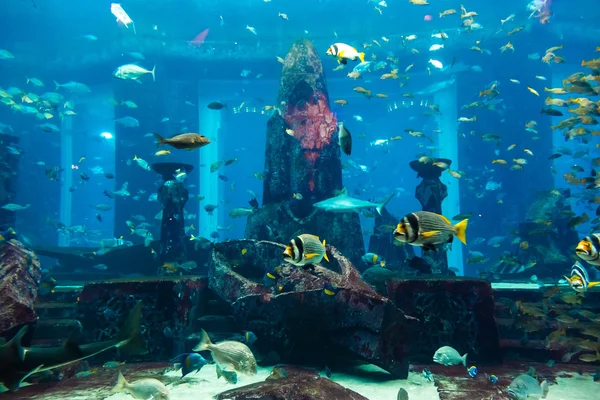 Tropiska akvariefiskar — Stockfoto