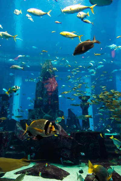 Acquario pesci tropicali — Foto Stock