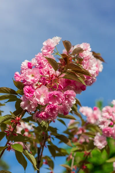 Sakura květiny — Stock fotografie