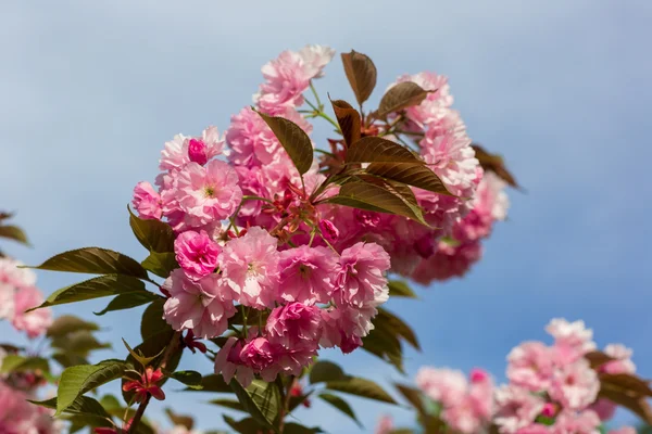 Sakura blommor — Stockfoto