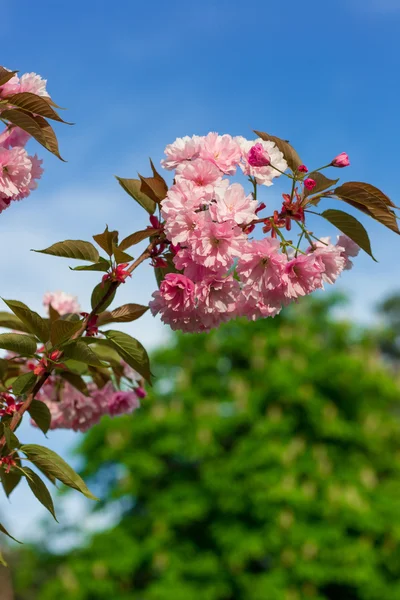 桜の花 — ストック写真