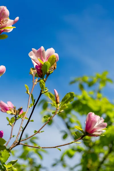 Magnolie strom — Stock fotografie