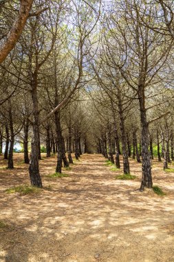 Kosta Brava 'da Lloret de Mar' da park güzel bir yaz günü, İspanya