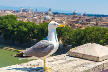 Bir yaz günü içinde İtalya Roma yukarıda martı