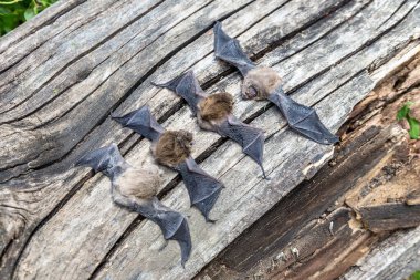 Güzel bir yaz gününde bir grup yarasa.