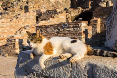 Türkiye 'nin antik Yunan kenti Efes' in kalıntılarındaki kedi, güzel bir yaz gününde