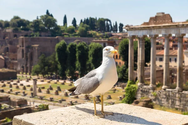 Martı ve antik kalıntıları Forum bir yaz günü, Roma, İtalya