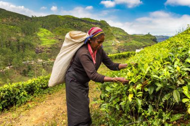 NUWARA ELIYA, SRI LANKA - 15 Şubat 2020: Nuwara Eliya, Sri Lanka 'daki çay tarlasında çay toplayan kadın