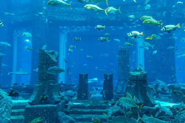 Dubai Zjednoczone Emiraty Arabskie Kwiecień 2020 Lost Chambers Duże Akwarium — Zdjęcie stockowe
