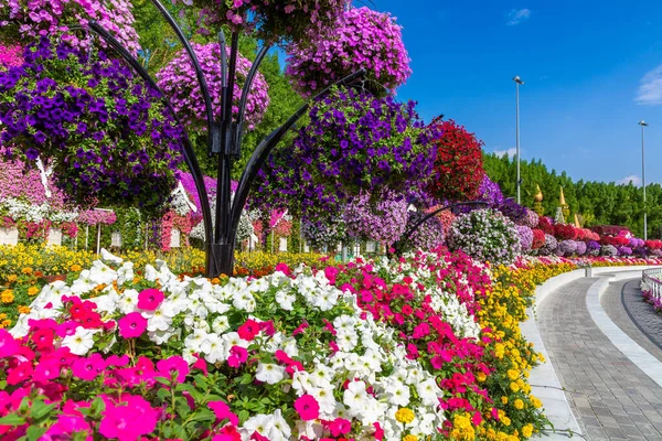 Dubai United Arab Emirates March 2020 Dubai Miracle Garden Sunny — стоковое фото