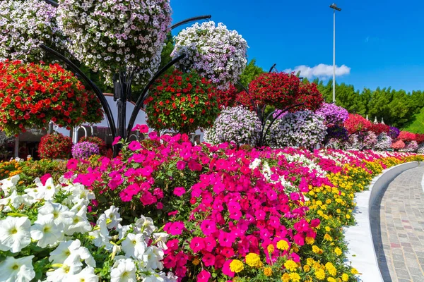 Dubai United Arab Emirates March 2020 Dubai Miracle Garden Sunny — Stock Photo, Image