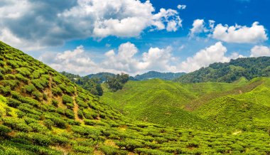 Güneşli bir günde çay tarlalarının manzarası