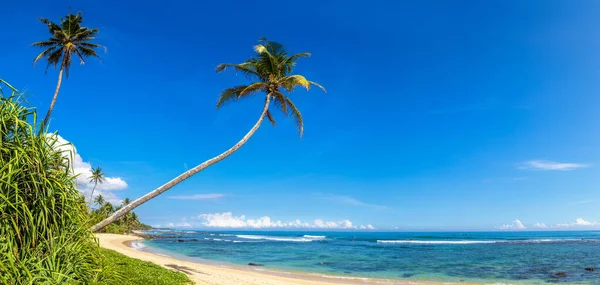 Panorama Palmeira Única Pairando Sobre Praia Tropical Dia Ensolarado — Fotografia de Stock