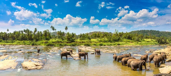 Panorama Rebanho Elefantes Orfanato Elefantes Pinnawala Centro Sri Lanka — Fotografia de Stock