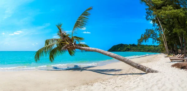 晴れた日に熱帯のビーチにぶら下がっているシングルパームツリーのパノラマ — ストック写真